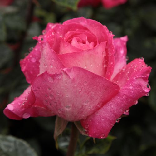 Samostatný - Ruža - Rose Gaujard - 